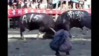 吃瓜斗牛比赛视频,一场别开生面的视觉盛宴