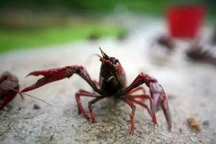 吃瓜鱼摆摆,揭秘娱乐圈幕后故事