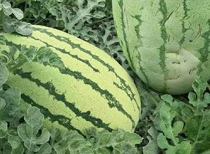 吃瓜就有个吃瓜的样子,展现你的吃瓜风采