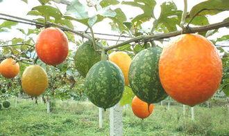 孕期可以吃吊瓜,吊瓜助力母婴健康