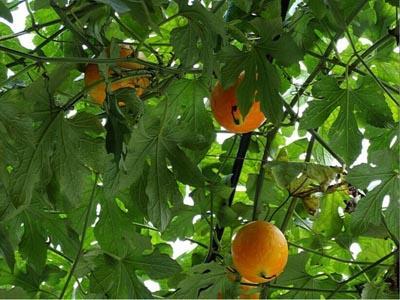 孕期可以吃吊瓜,吊瓜助力母婴健康