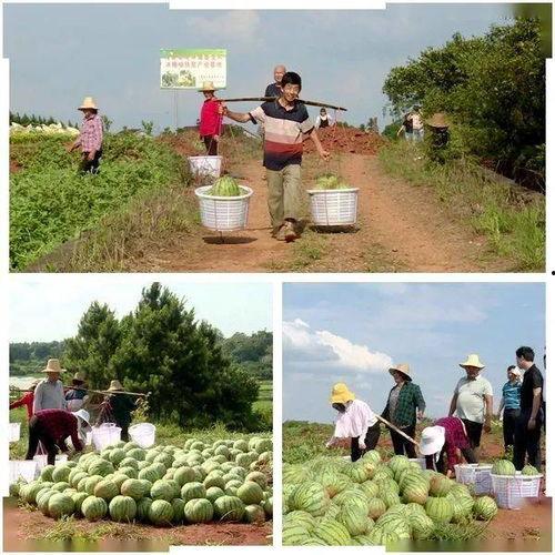 吃瓜情报村里,一场乡村八卦盛宴