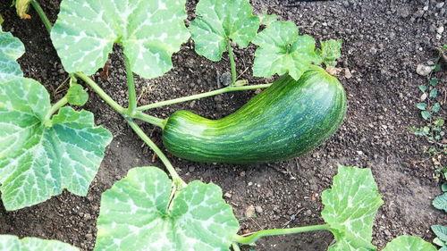 瓠瓜怎么吃最佳,解锁最佳食用方法