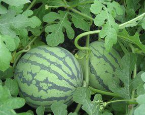 孕妇可以吃瓜板吗,瓜板——安全食用与注意事项