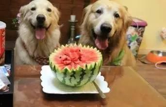 吃瓜少年和狗,一场意外的友谊之旅