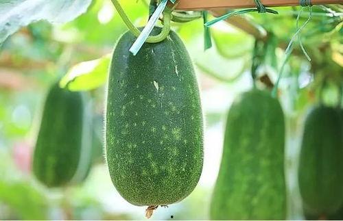 建材教四吃瓜,揭秘建材行业“吃瓜”背后的真相与启示