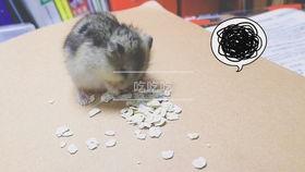 仓鼠的吃瓜视频,萌宠美食大揭秘