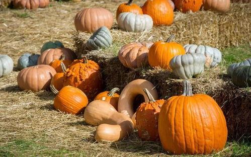 柏乡有瓜吃没,共享丰收喜悦