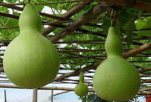 减肥可以吃瓠瓜,天然低卡美食，轻松享瘦秘诀