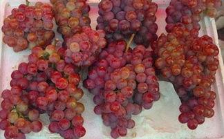 酥瓜和葡萄能一起吃吗,探究两者同食的兼容性