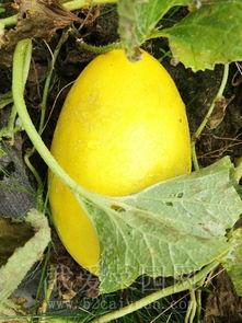 后宫吃瓜趣事详细介绍,揭秘宫廷中的吃瓜趣事