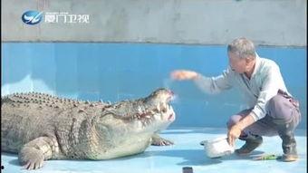 鳄鱼吃瓜搞笑视频大全