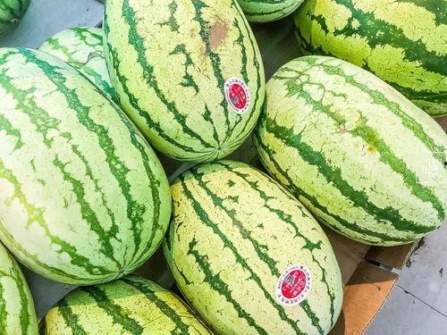 吃的大白瓜可以做种吗,如何从果实中培育新生命