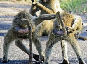 狒狒视频吃瓜,视频记录吃瓜搞笑瞬间
