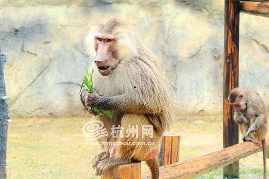 狒狒视频吃瓜,视频记录吃瓜搞笑瞬间