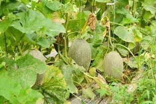 19年的吃瓜,2019年度娱乐圈吃瓜大事件盘点