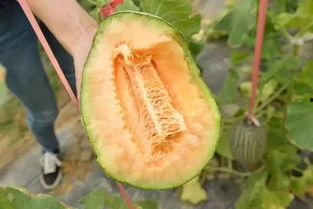 19年的吃瓜,2019年度娱乐圈吃瓜大事件盘点