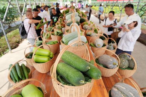 广州松田吃瓜,一场别开生面的“吃瓜”盛宴