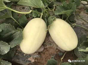 边逛边吃瓜,探寻街头美食与八卦趣闻的奇妙之旅