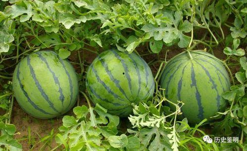 边逛边吃瓜,探寻街头美食与八卦趣闻的奇妙之旅