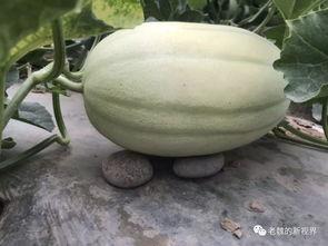 边逛边吃瓜,探寻街头美食与八卦趣闻的奇妙之旅