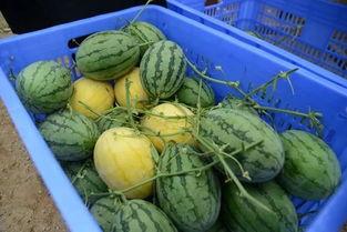 石佛寺吃瓜群,揭秘民间趣事，共享欢乐时光