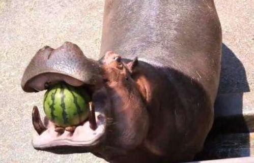 武汉酒吧河马吃瓜,河马吃瓜成网红打卡新地标