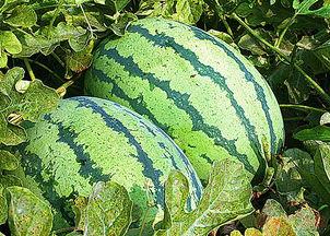 东营港吃瓜视频,揭秘港口生活趣味瞬间