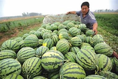 梦见卖瓜自己啃瓜吃,卖瓜人自食其瓜的神秘寓意