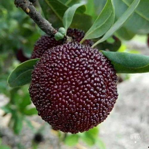 梧桐等待作者吃瓜,一场吃瓜者的情感之旅