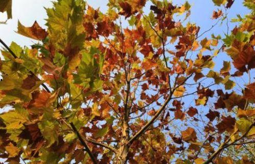 梧桐等待作者吃瓜,一场吃瓜者的情感之旅