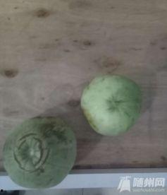 儿童吃瓜可以吃籽吗