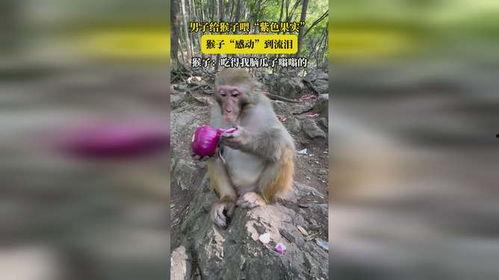 吃瓜吃出猴子,意外吃出猴子，揭秘神奇现象背后的科学奥秘