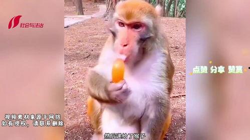 吃瓜吃出猴子,意外吃出猴子，揭秘神奇现象背后的科学奥秘