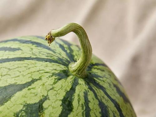 ww吃瓜,ww吃瓜背后的真相与内幕