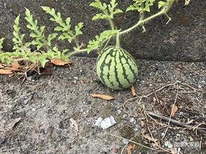 旋转吃瓜后续,揭秘娱乐圈背后的秘密与真相