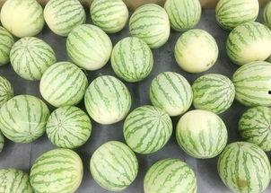 吃瓜群众大黄,吃瓜群众的欢乐源泉