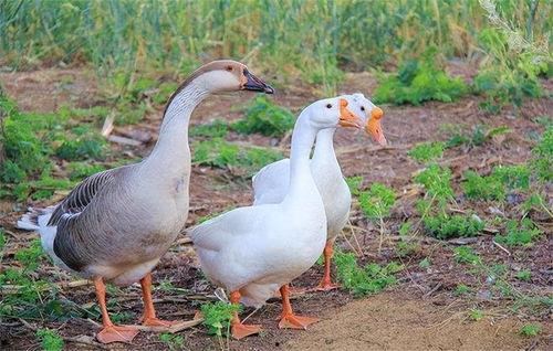 碎碎吃瓜鹅合集