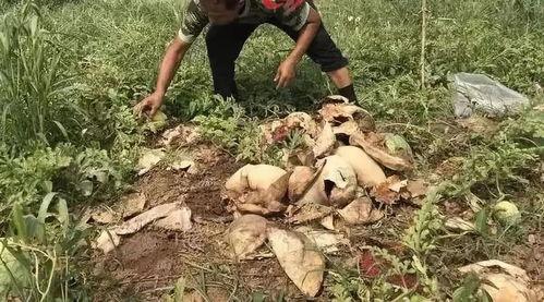 康县老头吃瓜事件,一场引发社会关注的网络风波