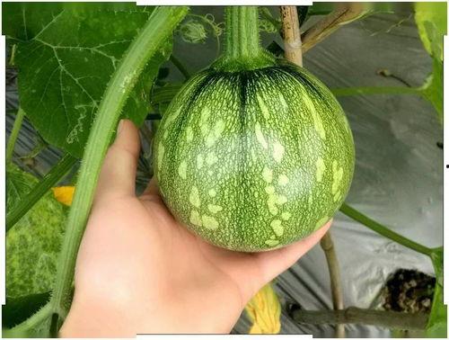 小师妹吃瓜,揭秘娱乐圈那些不为人知的幕后故事