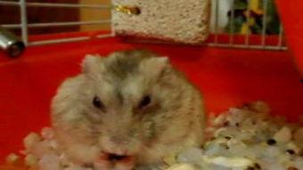 仓鼠的吃瓜视频,萌宠美食大揭秘