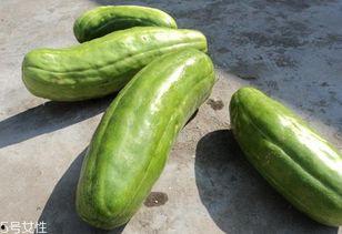 晚上吃脆甜蜜瓜,甜蜜脆瓜滋味无限