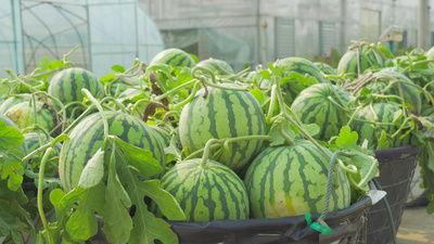 太和育人吃瓜视频