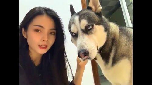 吃瓜哈士奇掉河里