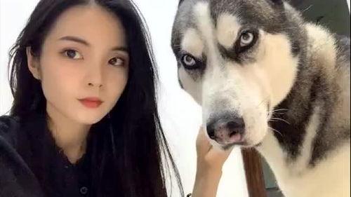 吃瓜哈士奇掉河里