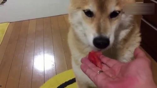 狗吃瓜视频观看,狗狗的欢乐食瓜时光