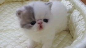 小菲吃瓜